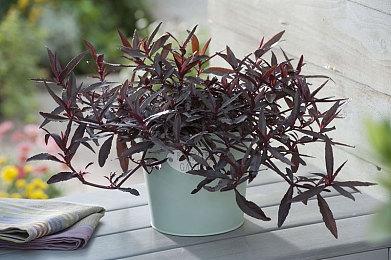 3DM速报:《全战战锤3》震旦天朝公布 Switch更新支持蓝牙音频输出